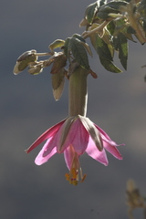 Passiflora pinnatistipula