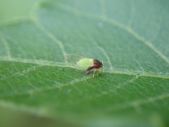 Calophya triozomima