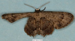 Antiplecta triangularis