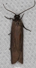 Urodus parvula