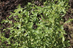 Hazardia squarrosa grindelioides