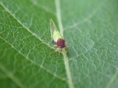 Calophya triozomima