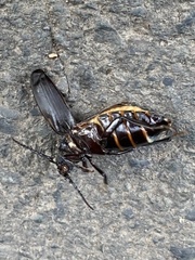 Prionus laticollis