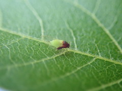 Calophya triozomima