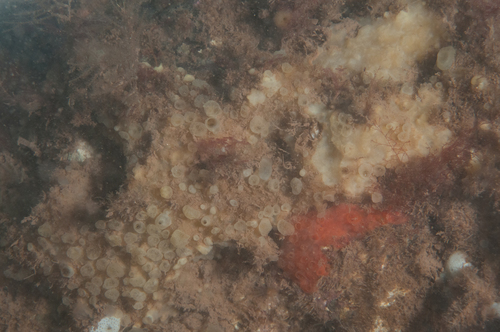 Tedania suctoria