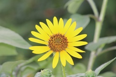 Helianthus mollis