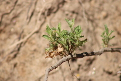 Hazardia squarrosa grindelioides