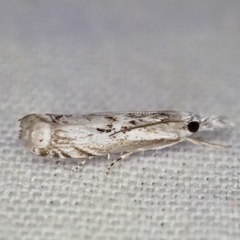 Microcrambus kimballi