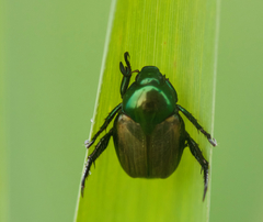 Popillia quadriguttata