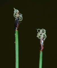 Eleocharis quinqueflora