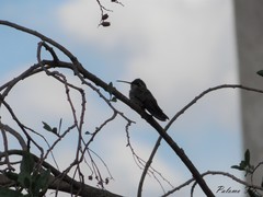 Cynanthus latirostris