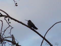 Cynanthus latirostris