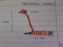 Ophiocordyceps variabilis