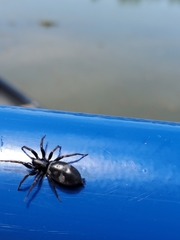 Herpyllinae