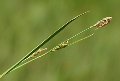 Carex hassei