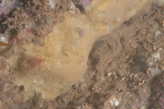 Halichondria sitiens