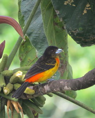 Ramphocelus flammigerus flammigerus