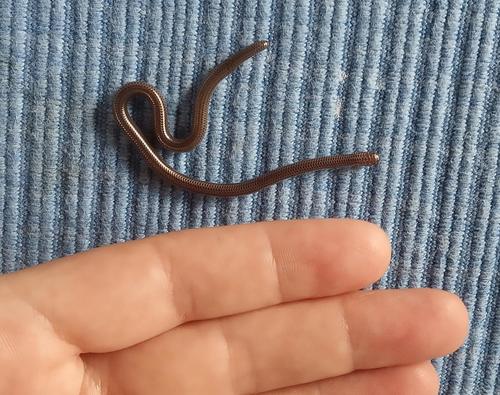 Big-scaled Blind Snake