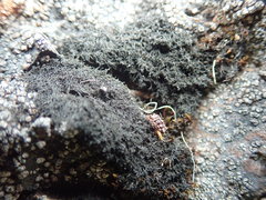 Pseudephebe pubescens