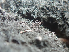 Pseudephebe pubescens