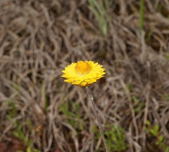 Leucochrysum albicans albicans