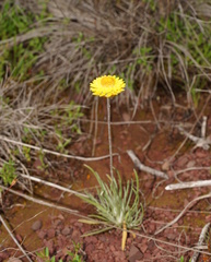Leucochrysum albicans albicans