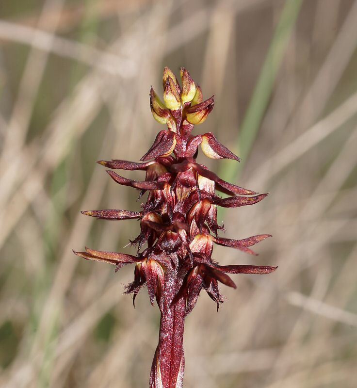 Genoplesium arrectum