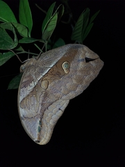 Eryphanis automedon