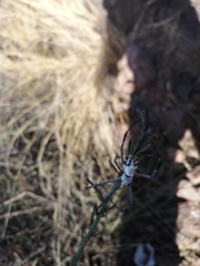 Argiope argentata