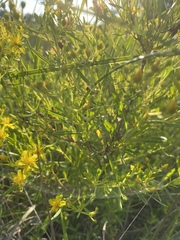 Hypericum densiflorum
