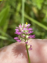 Polygala nuttallii