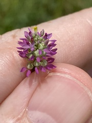 Polygala nuttallii