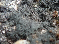 Pseudephebe pubescens