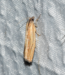 Eucosma radiatana