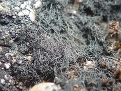 Pseudephebe pubescens