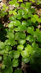 Waldsteinia ternata