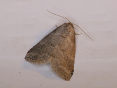 Hyperstrotia pervertens