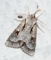 Acronicta quadrata