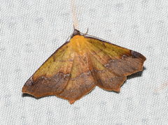 Antepione thisoaria