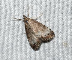 Udea inquinatalis