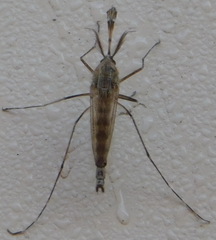 Ochlerotatus