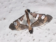 Glyphodes bicolor