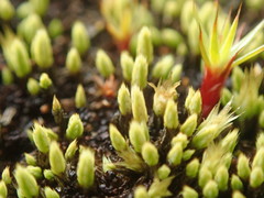 Conostomum tetragonum