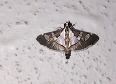 Glyphodes bicolor