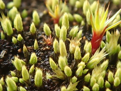 Conostomum tetragonum