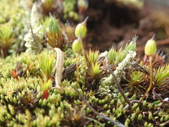Conostomum tetragonum