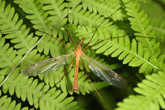 Tipula duplex