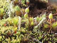 Conostomum tetragonum