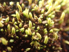 Conostomum tetragonum