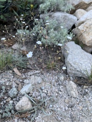 Ivesia santolinoides